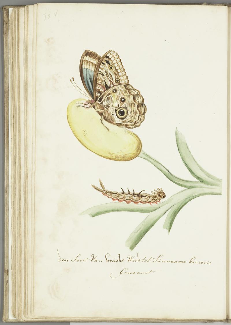 KITLV - 37A91 - Markée, Cornelis - Caterpillar and butterfly on a Surinam fruit plant called baccovis - Brush drawing - Circa 1763