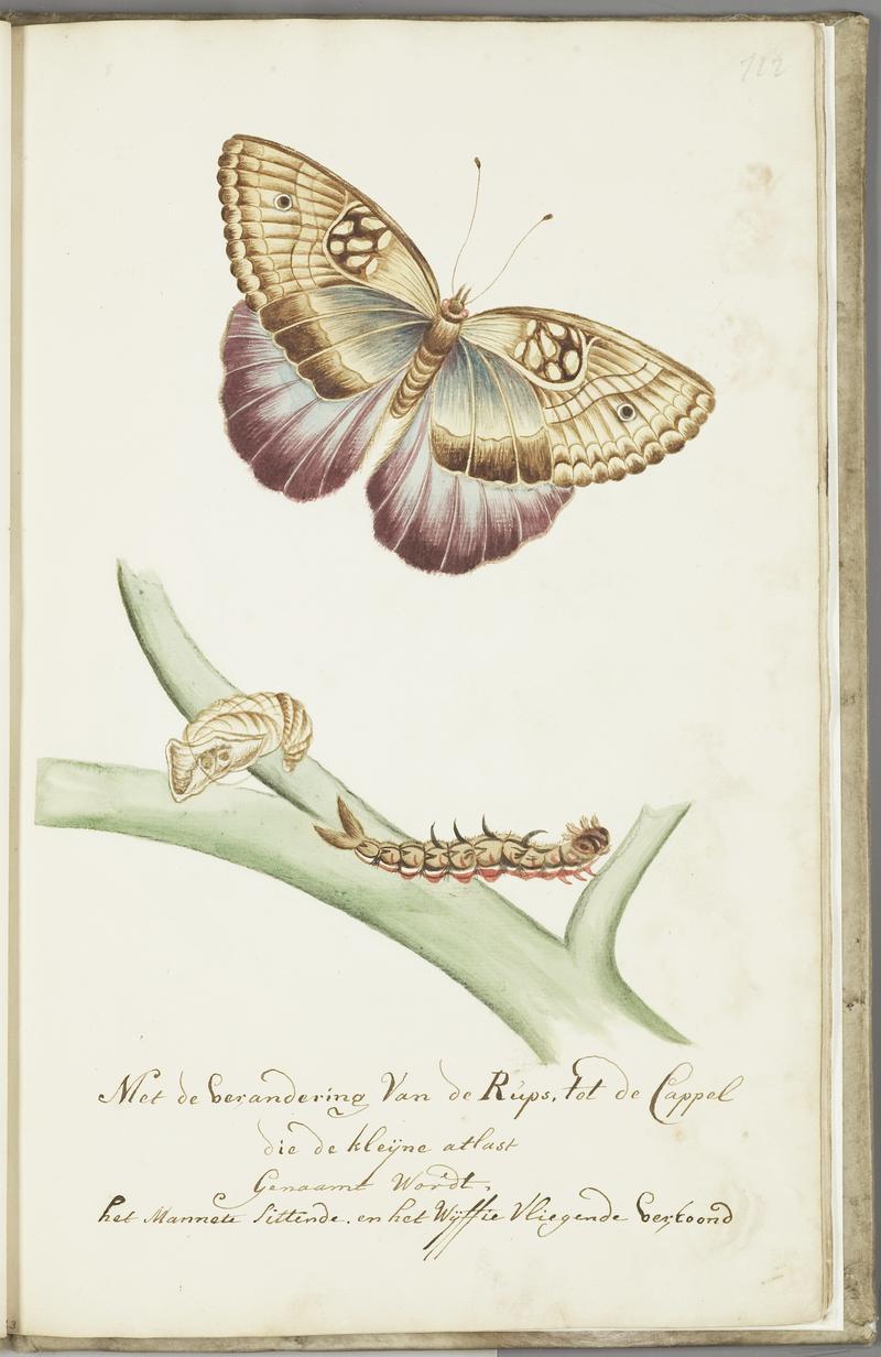 KITLV - 37A92 - Markée, Cornelis - Caterpillar with male butterfly ("small atlast") sitting and female flying - Brush drawing - Circa 1763