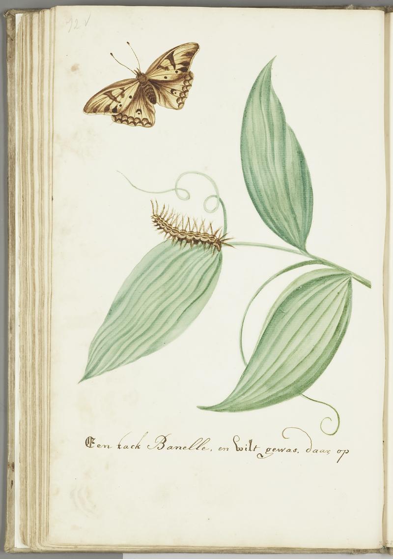 KITLV - 37A93 - Markée, Cornelis - A "banelle" branch with caterpillar and butterfly- - Brush drawing - Circa 1763