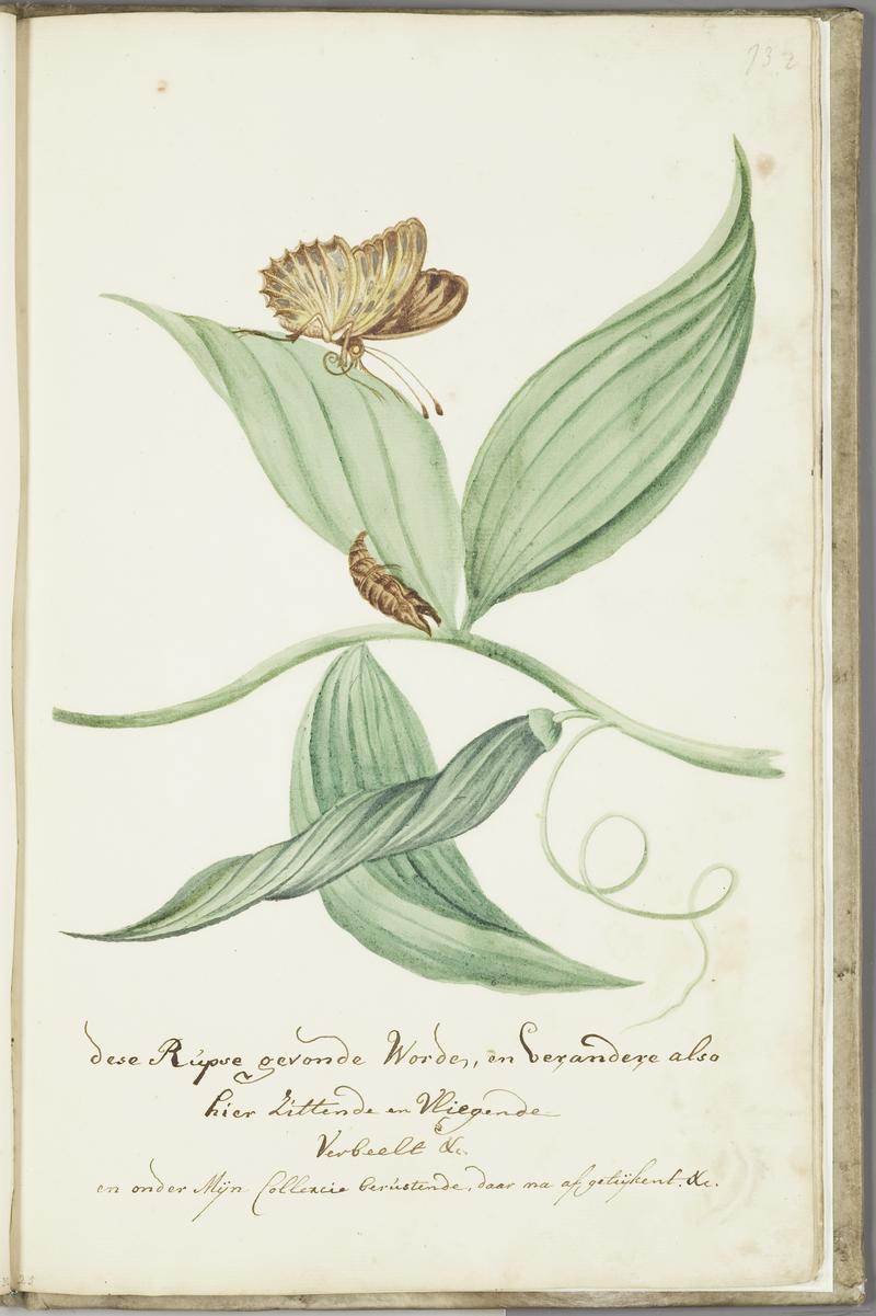 KITLV - 37A94 - Markée, Cornelis - A branch of the "banelle" plant with caterpillar and butterfly from my collection - Brush drawing - Circa 1763