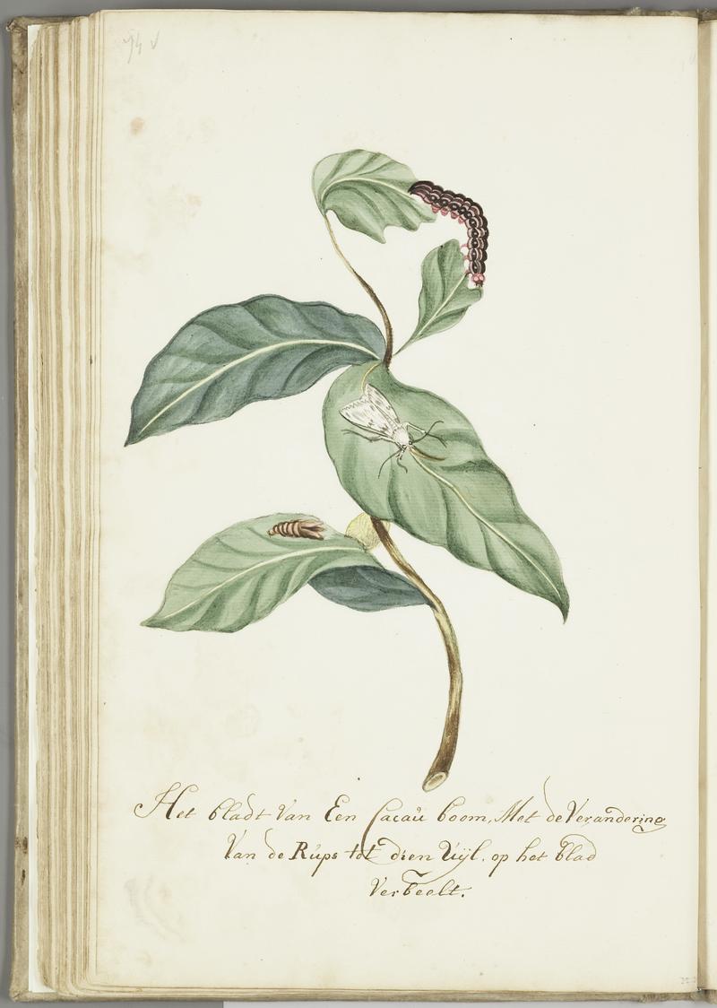 KITLV - 37A95 - Markée, Cornelis - Leaf of a cacao tree with the caterpillar and resulting moth - Brush drawing - Circa 1763