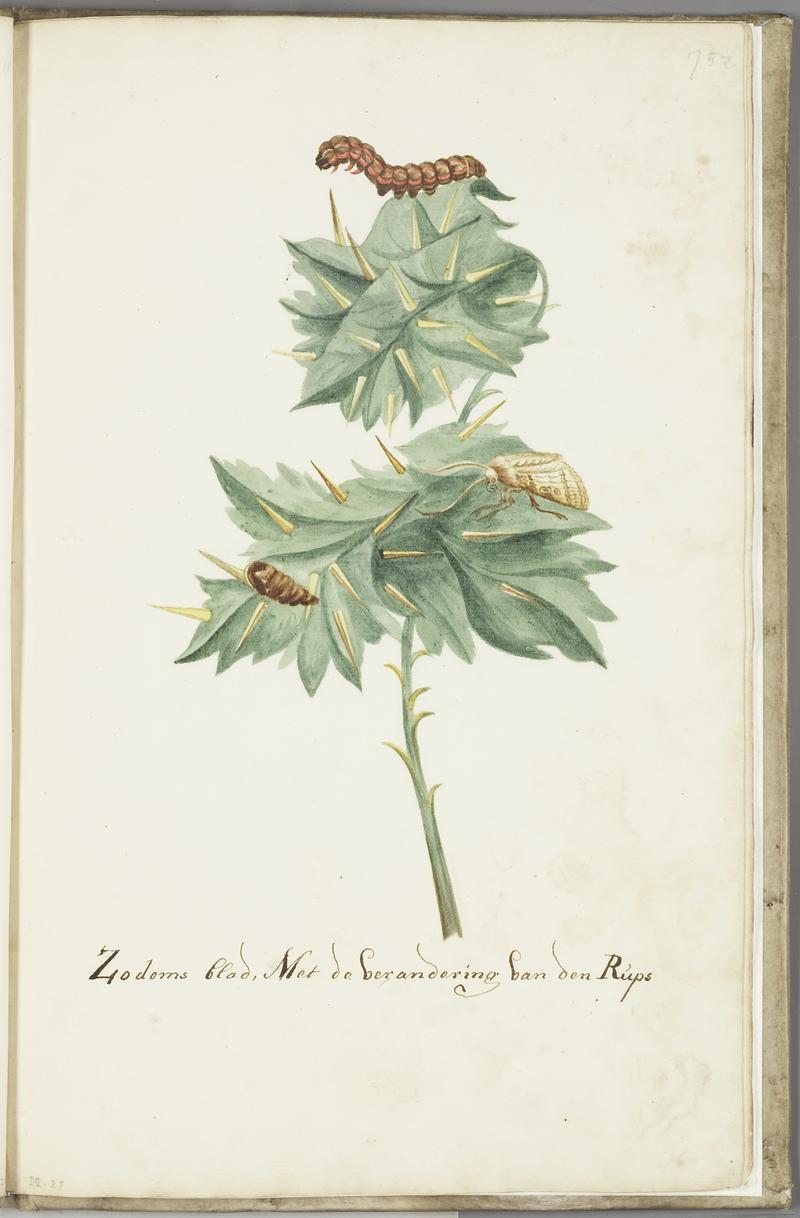 KITLV - 37A96 - Markée, Cornelis - "Zodom" leaf, with caterpillar and moth - Brush drawing - Circa 1763
