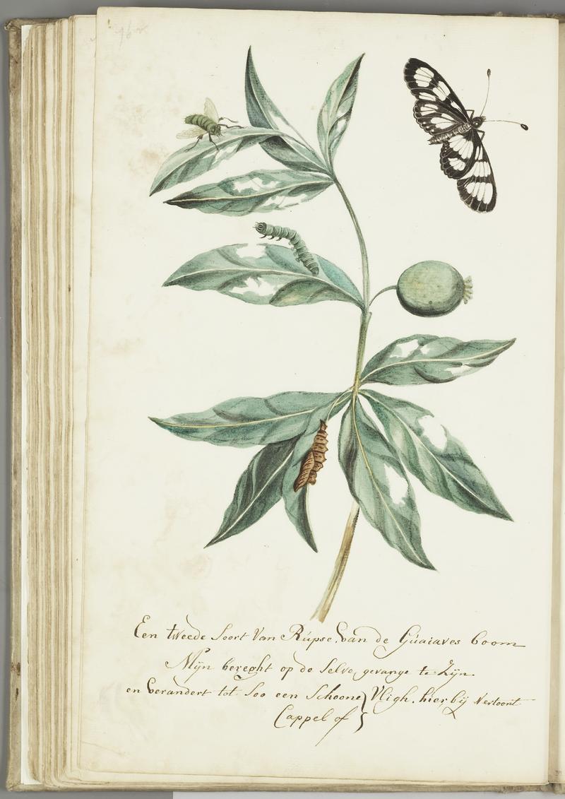 KITLV - 37A97 - Markée, Cornelis - A second type of caterpillar on the guava tree, caught on this tree so i'm told, turns into this beautiful butterfly- - Brush drawing - Circa 1763
