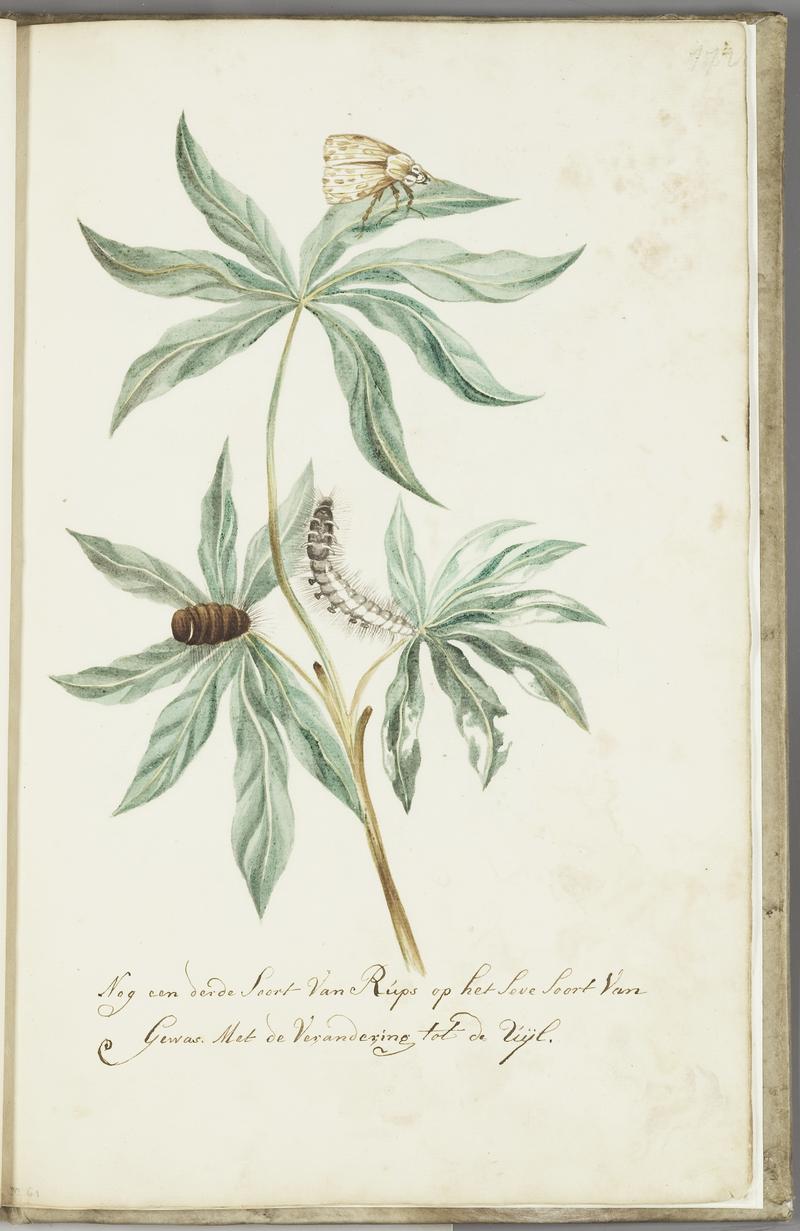 KITLV - 37A98 - Markée, Cornelis - Yet a third type of caterpillar on the same kind of crop with the metamorphosis to the moth - Brush drawing - Circa 1763