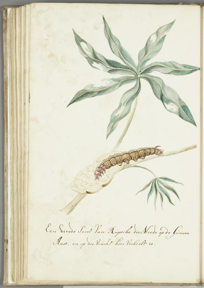 KITLV - 37A99 - Markée, Cornelis - A fourth type of caterpillar on the guava - Brush drawing - Circa 1763