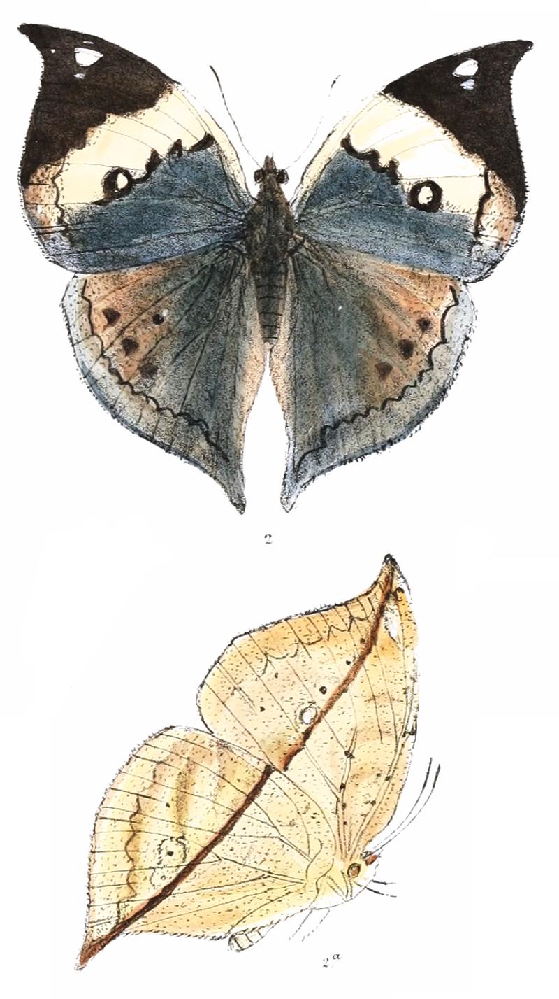 Kallima albofasciata female