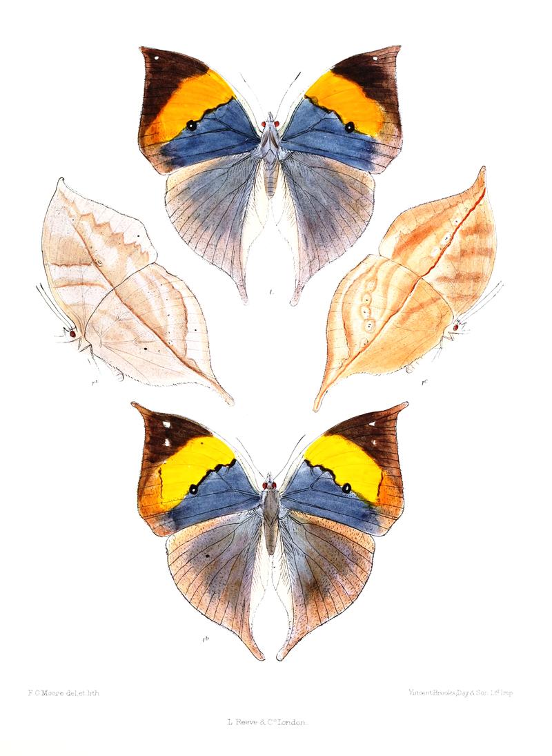 KallimaBuckleyiDSF 338