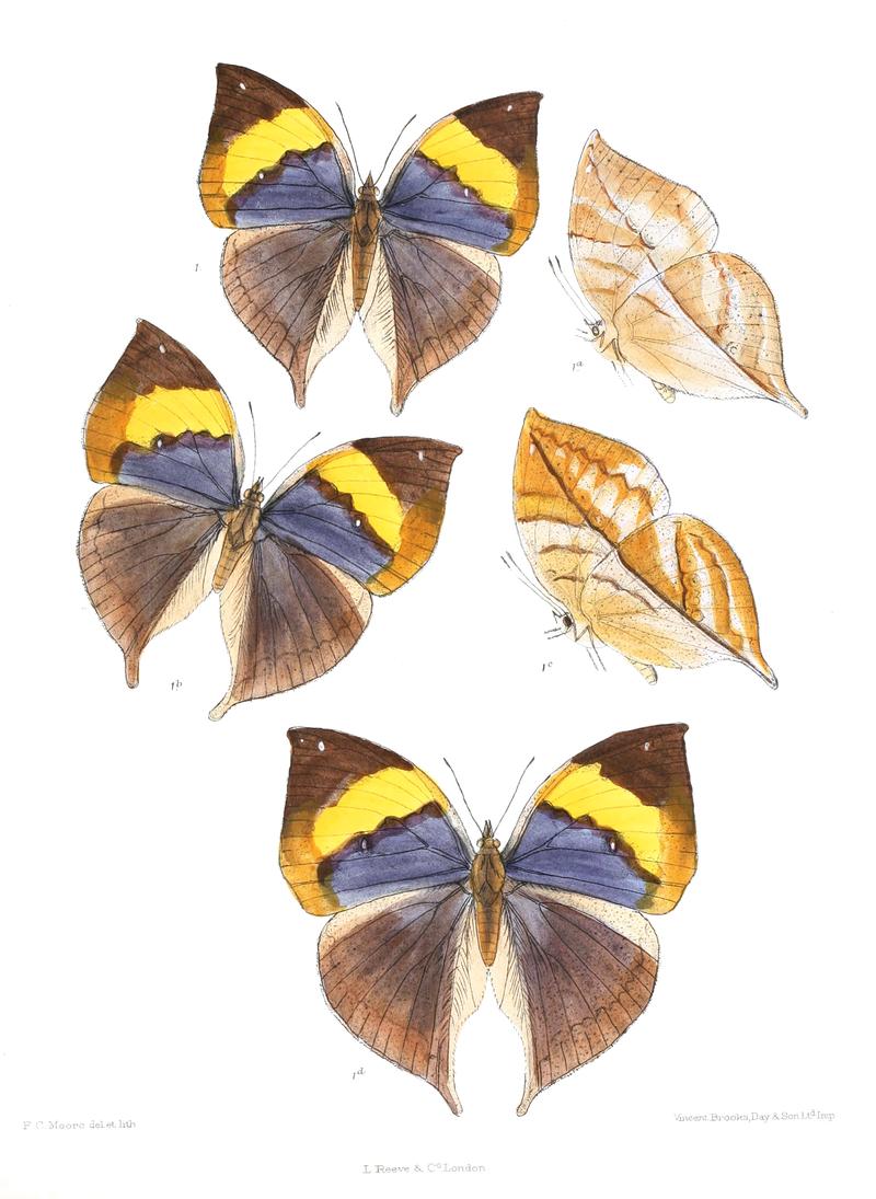 KallimaBuckleyiWSF 339