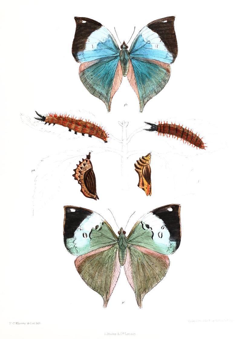 Kallima horsfieldii wet season form