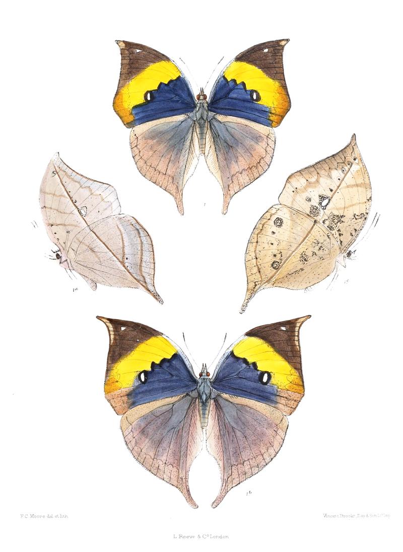 KallimaInachusDSF 340