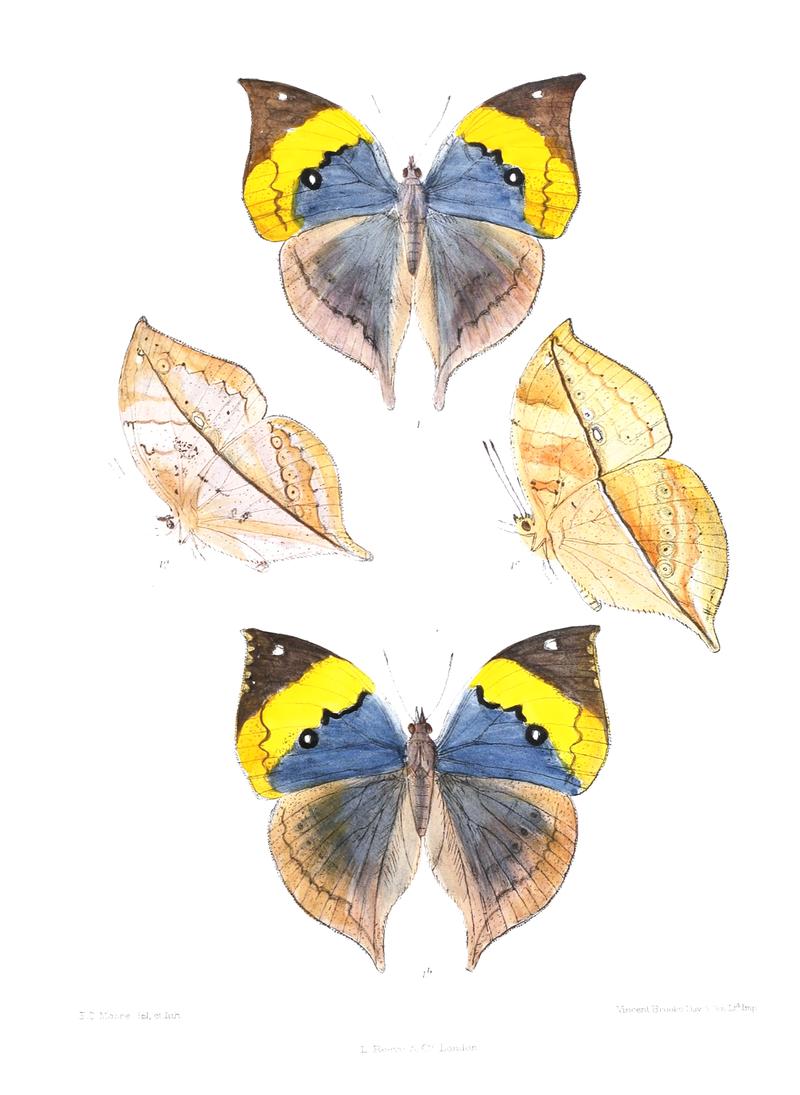 KallimaInachusWSF 341