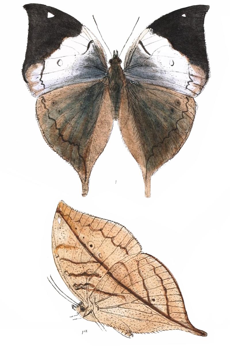Kallima knyvetti male