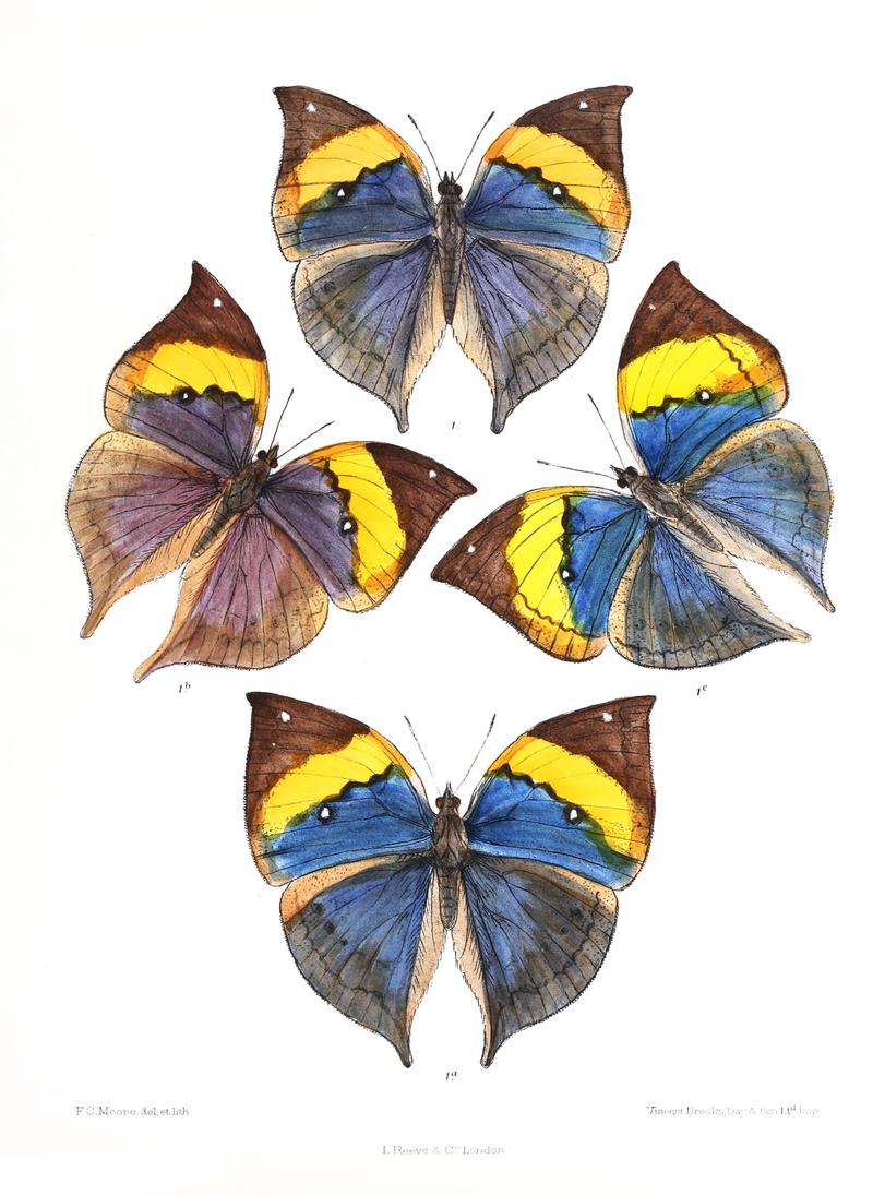 KallimaLimborgii 342