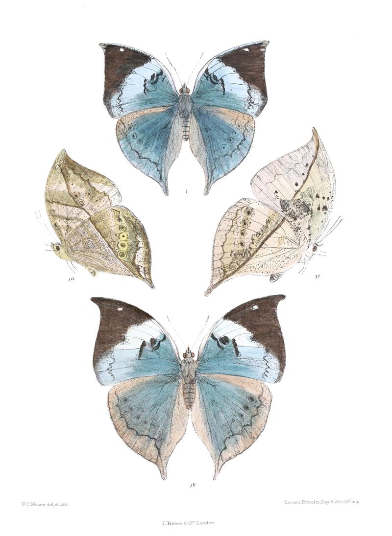 KallimaPhilarchusDSF 343
