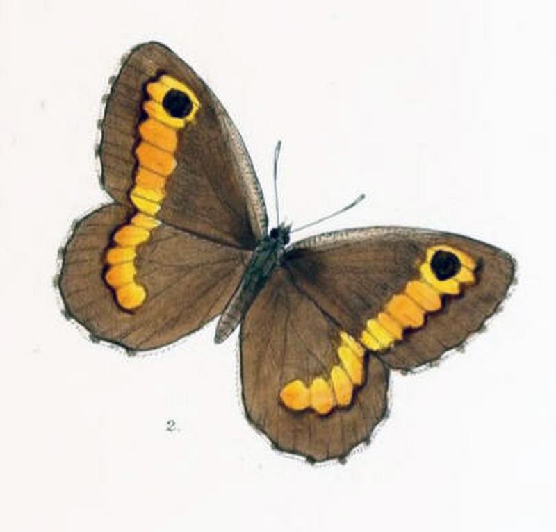KanetisaDigna102 2