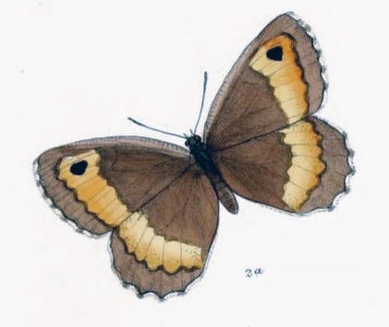 KanetisaDigna102 2a
