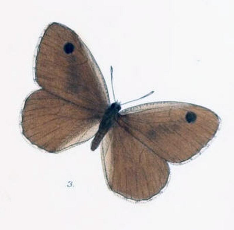 KanetisaPimpla102 3