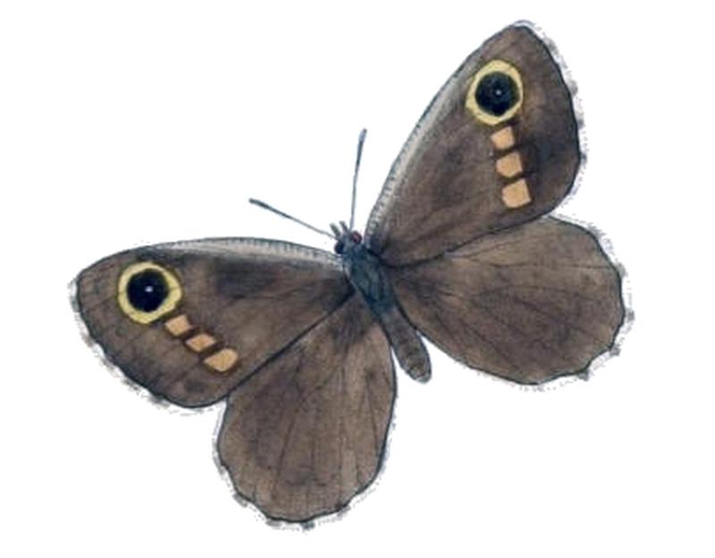 KanetisaPimpla102 3a