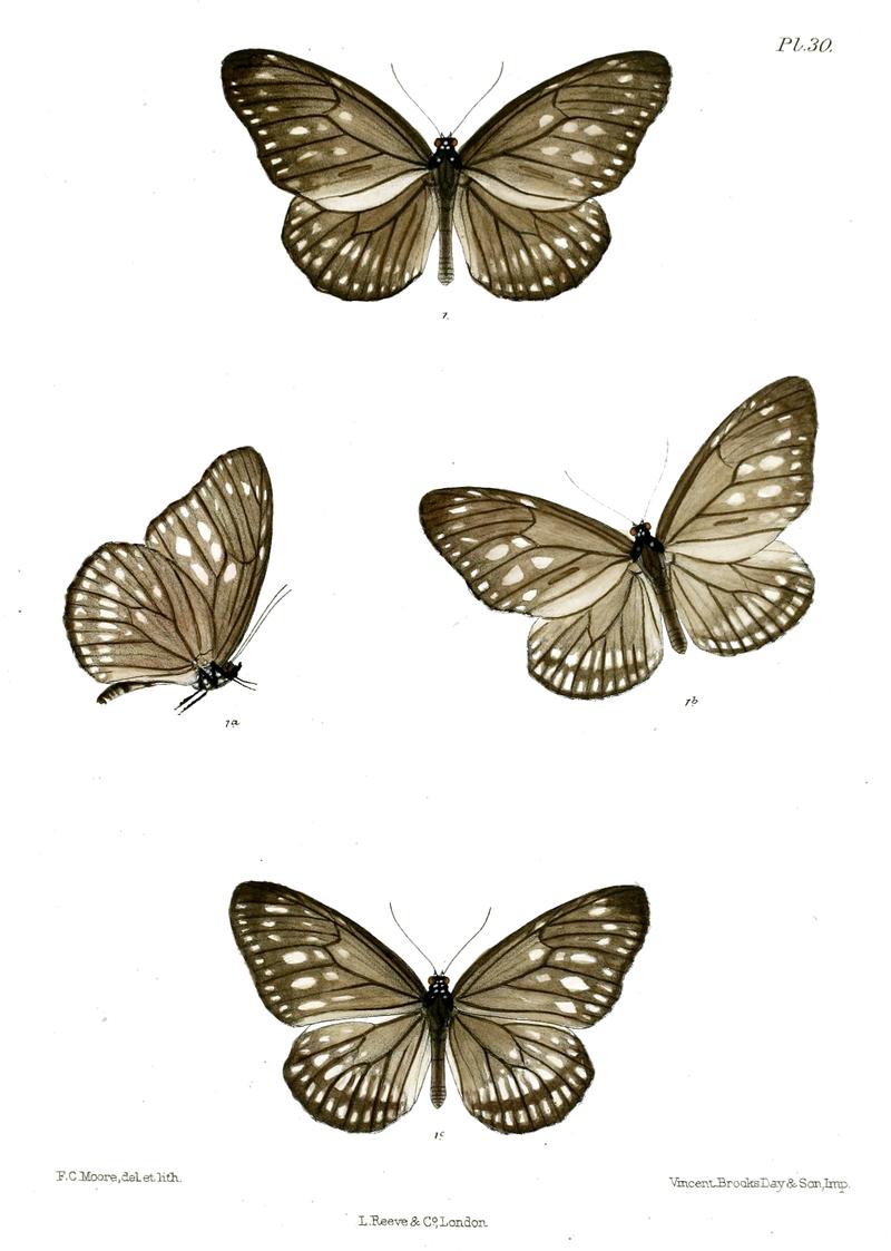 KaradiraAndamanensis 30