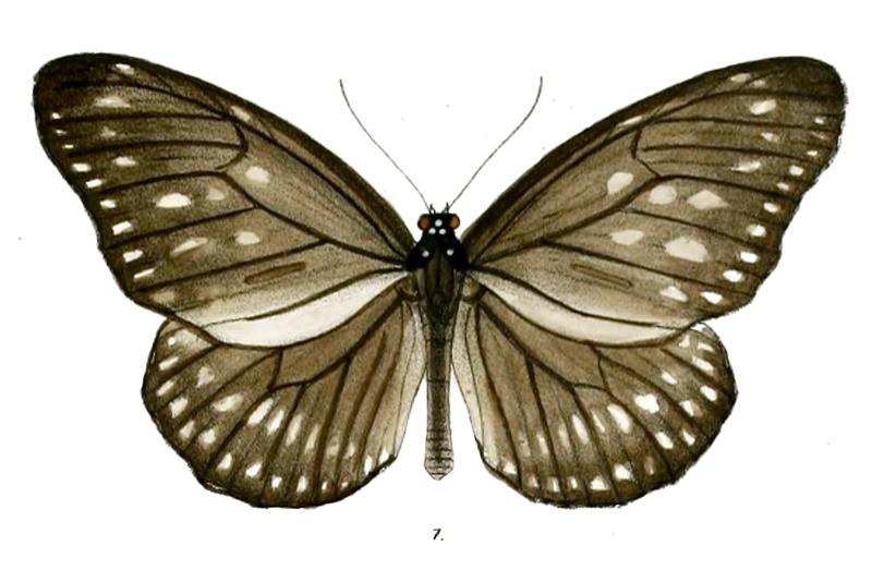 KaradiraAndamanensis 30 1