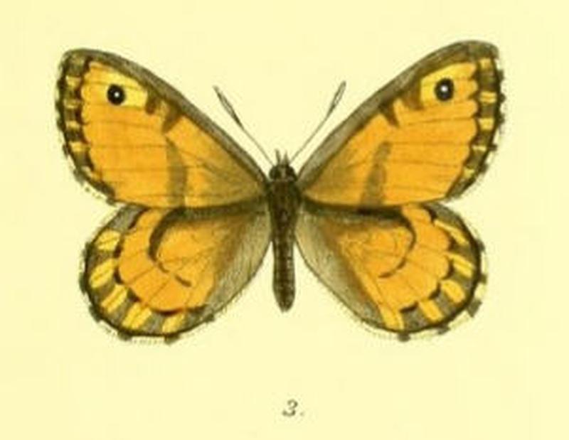 KaranasaHubneri101 3