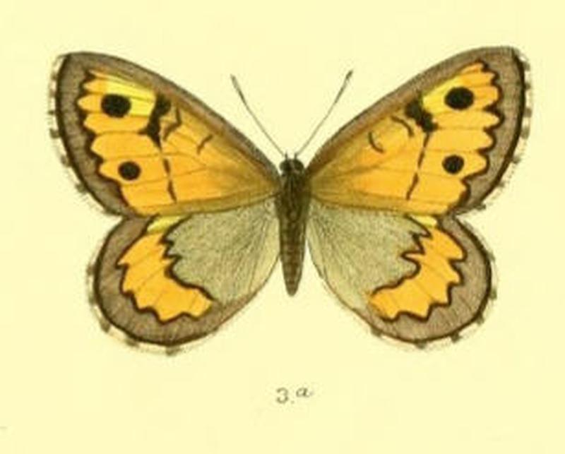 KaranasaHubneri101 3a