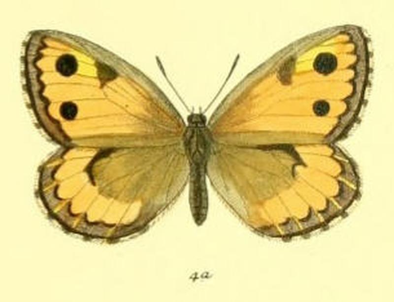 KaranasaLeechii101 4a