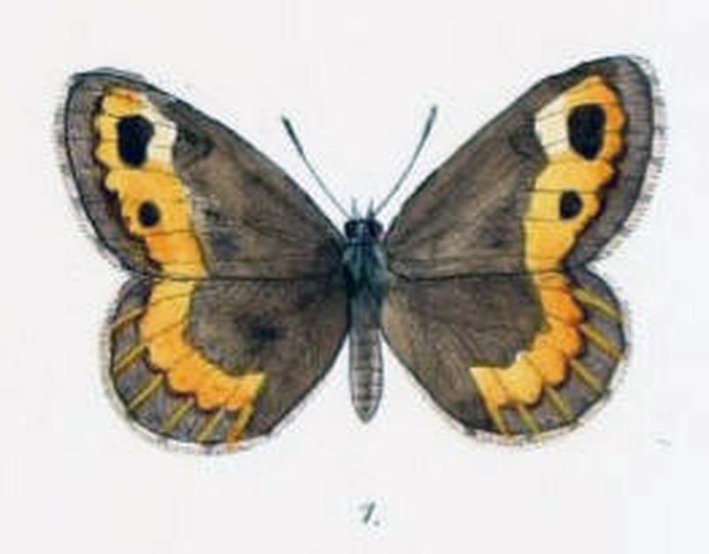 KaranasaModesta102 1