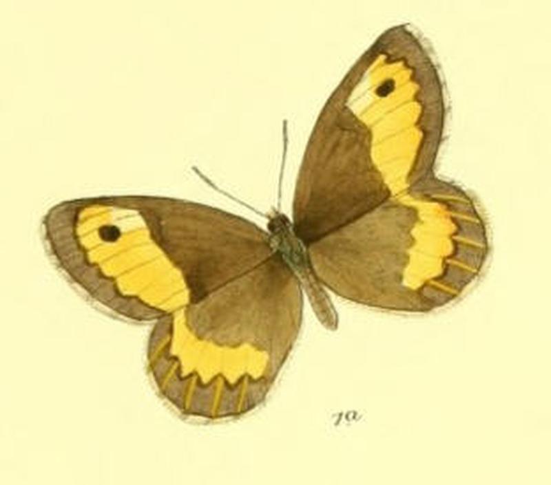 KaranasaModesta102 1a