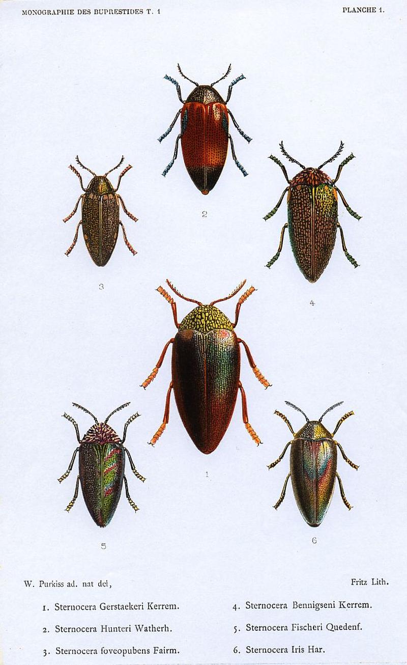 Kerremans.Monographie.des.Buprestides.01