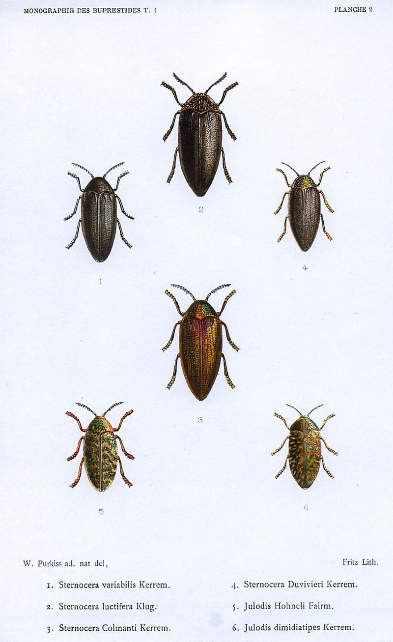 Kerremans.Monographie.des.Buprestides.02