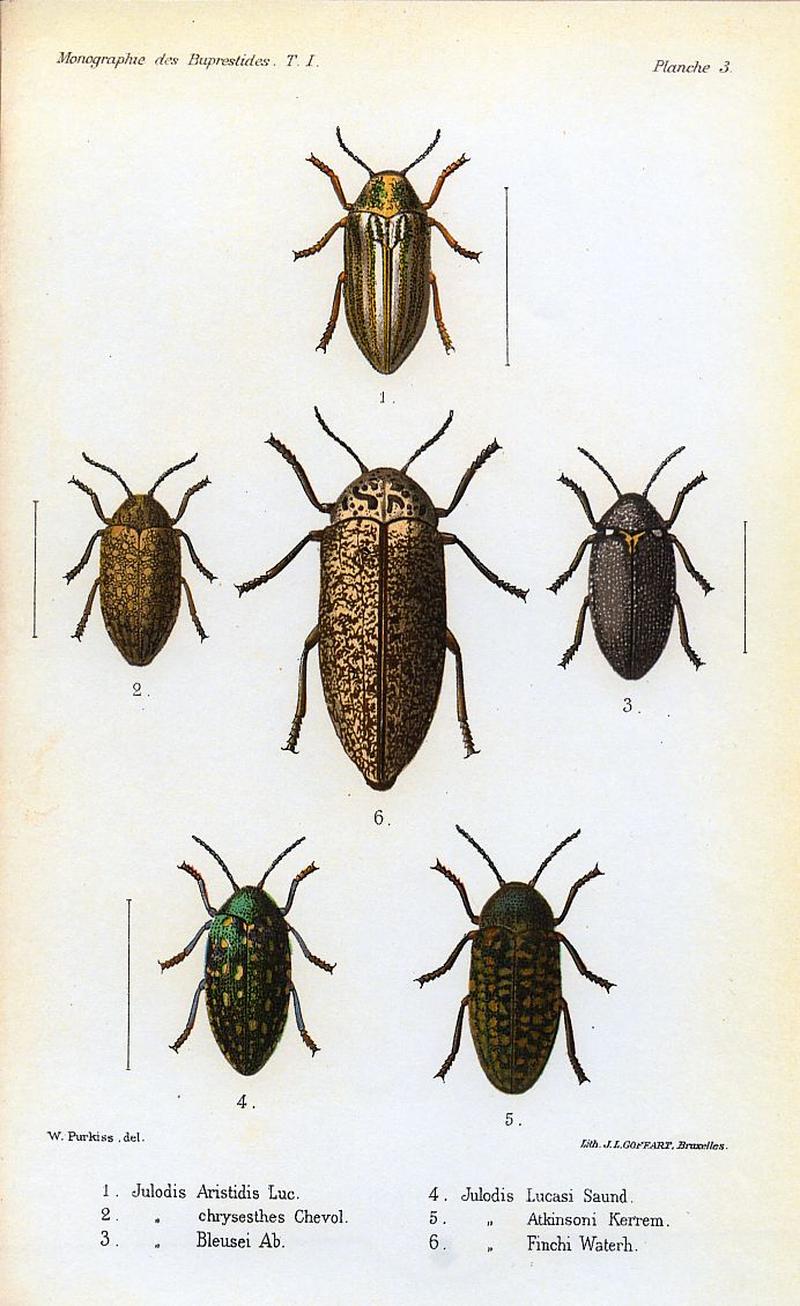 Kerremans.Monographie.des.Buprestides.03