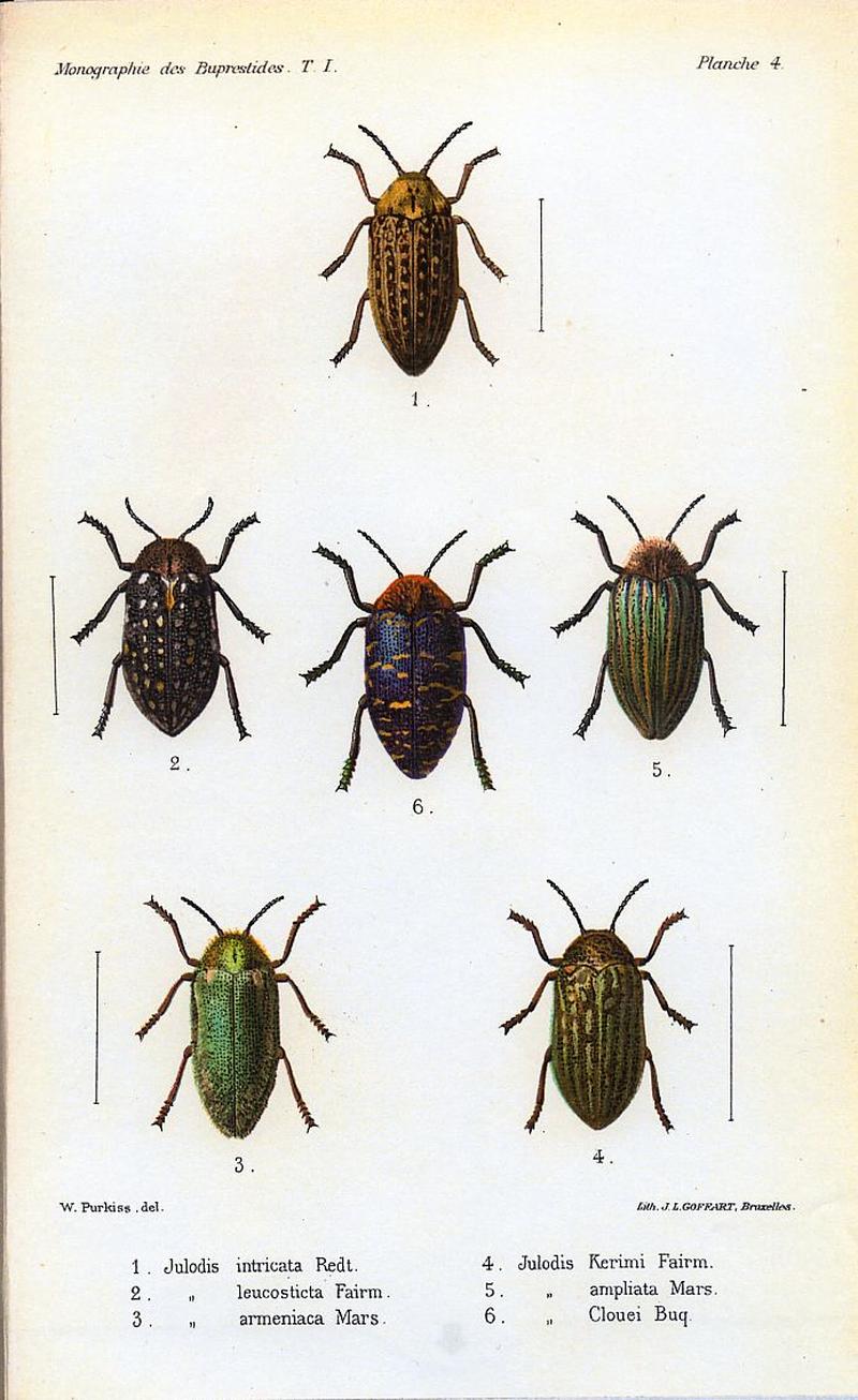 Kerremans.Monographie.des.Buprestides.04