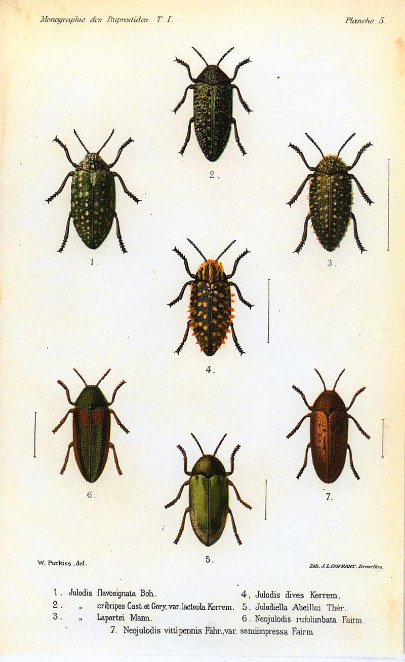 Kerremans.Monographie.des.Buprestides.05