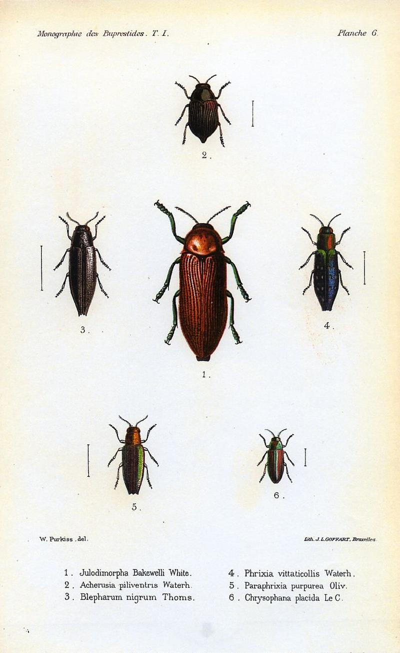 Kerremans.Monographie.des.Buprestides.06