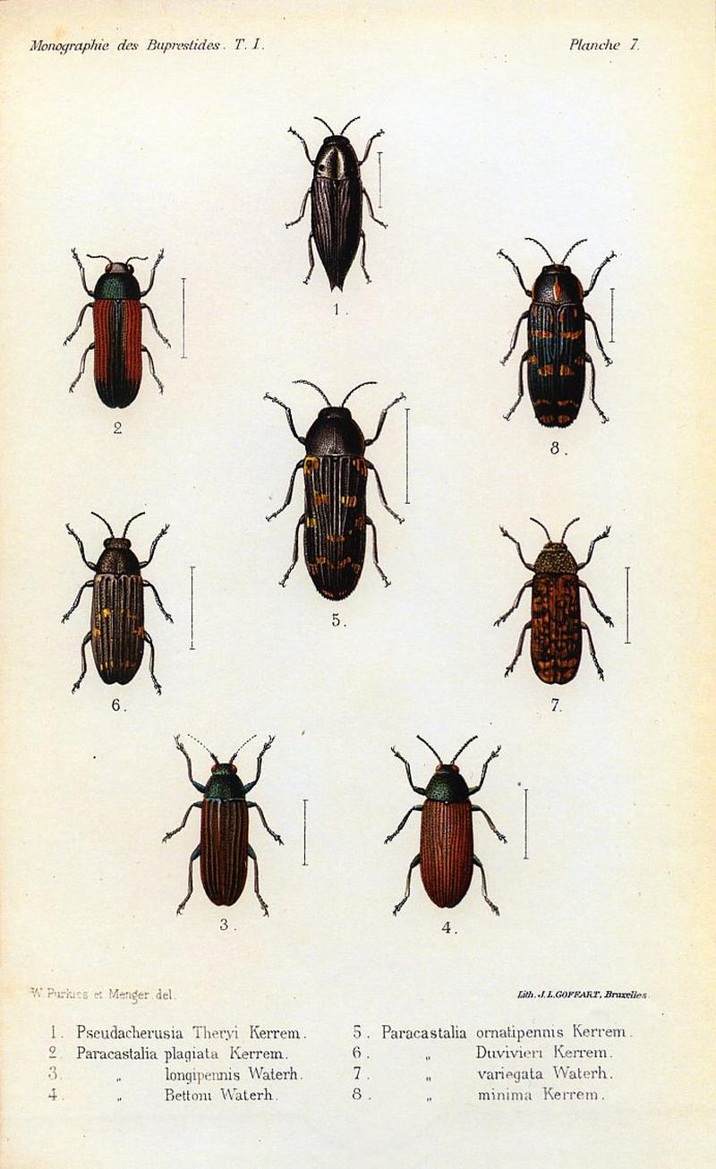 Kerremans.Monographie.des.Buprestides.07