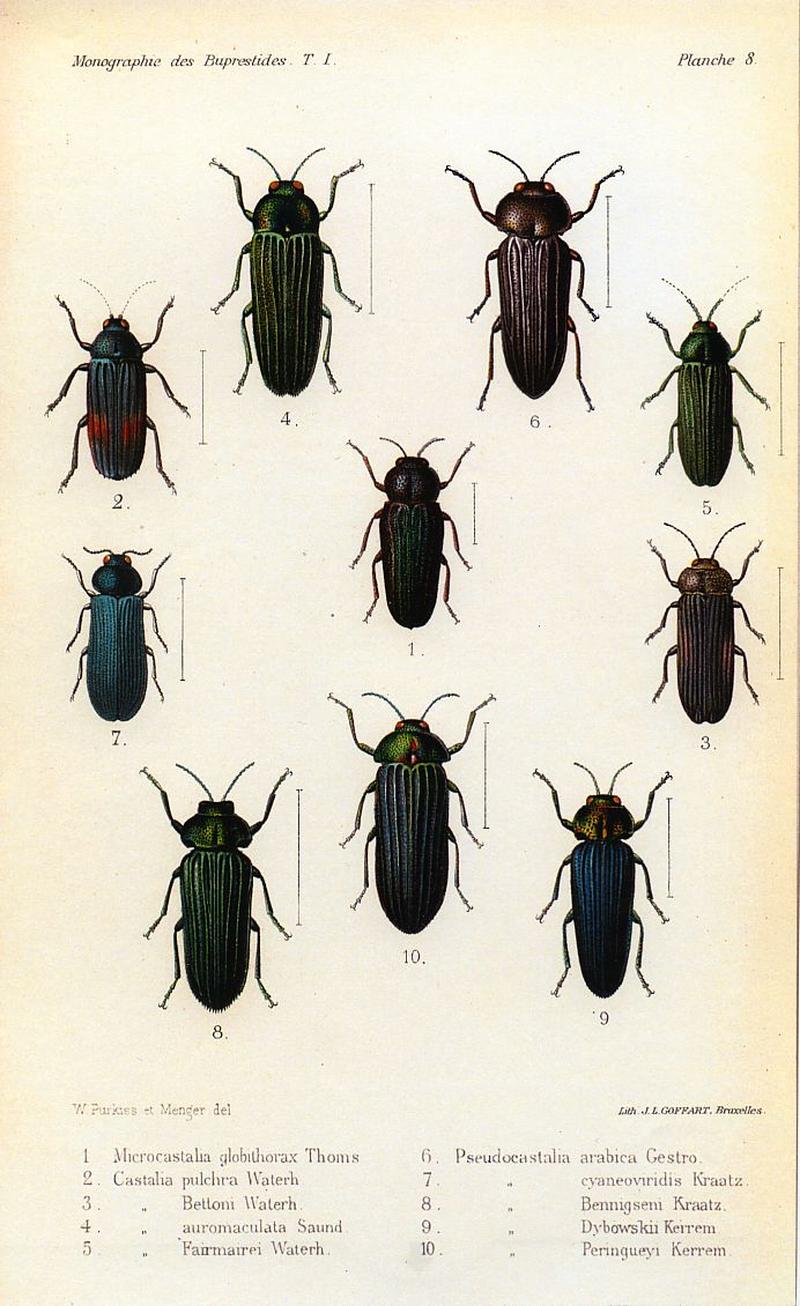 Kerremans.Monographie.des.Buprestides.08