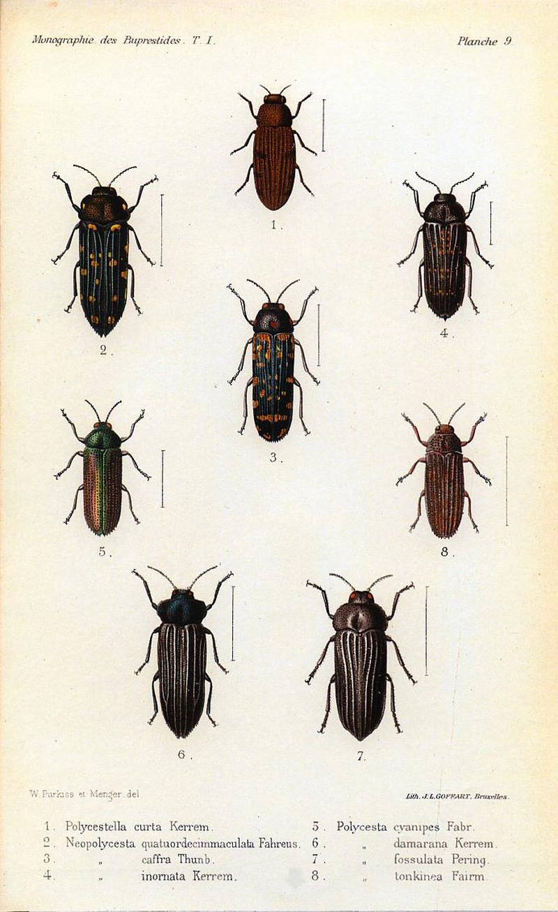 Kerremans.Monographie.des.Buprestides.09