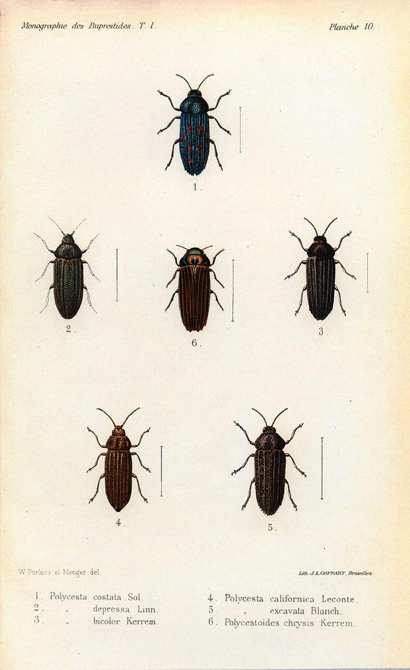 Kerremans.Monographie.des.Buprestides.10