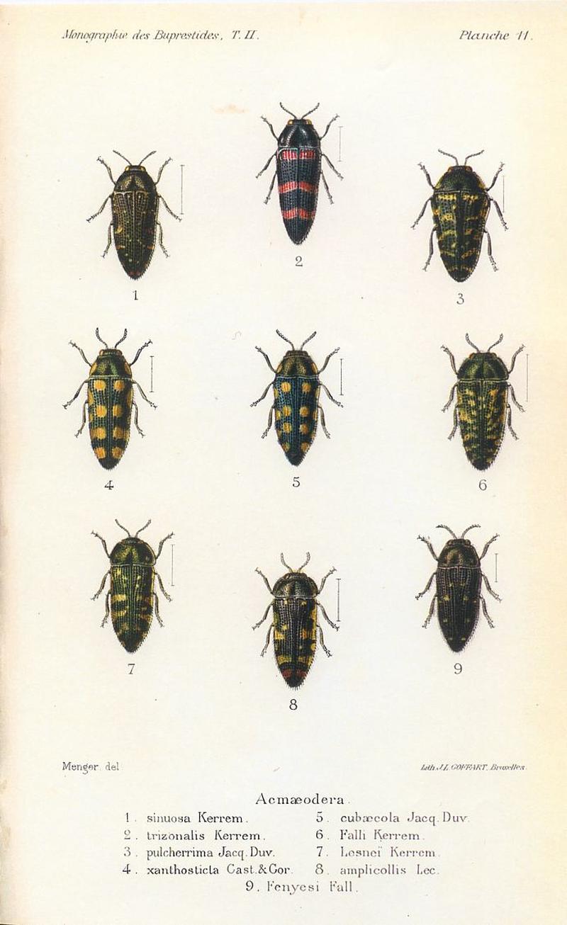 Kerremans.Monographie.des.Buprestides.11