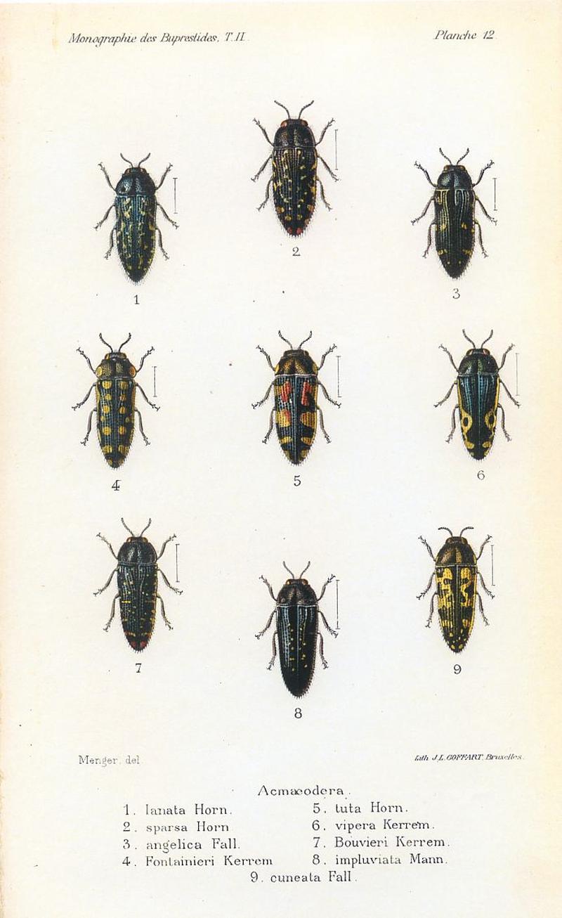 Kerremans.Monographie.des.Buprestides.12