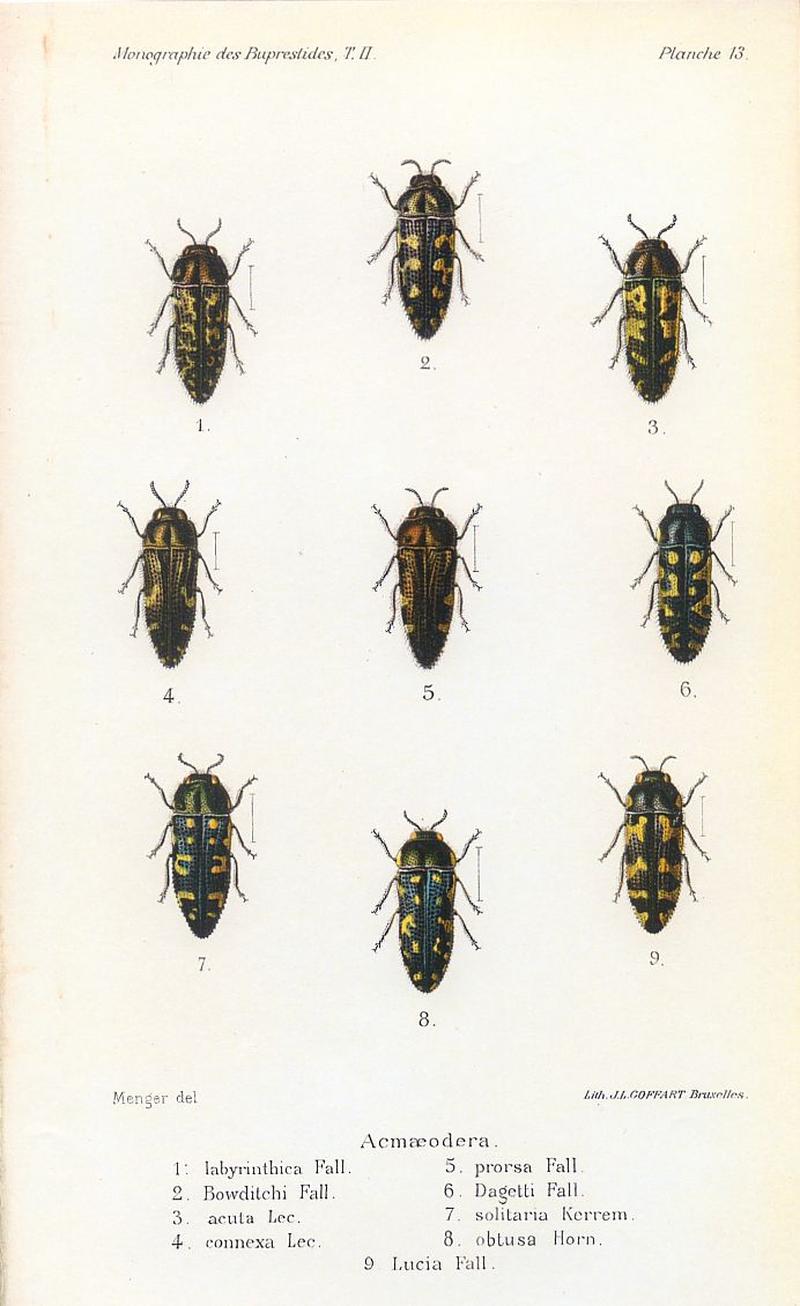 Kerremans.Monographie.des.Buprestides.13