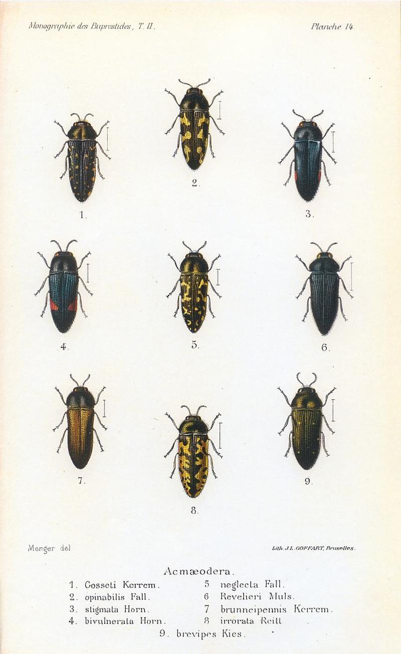 Kerremans.Monographie.des.Buprestides.14