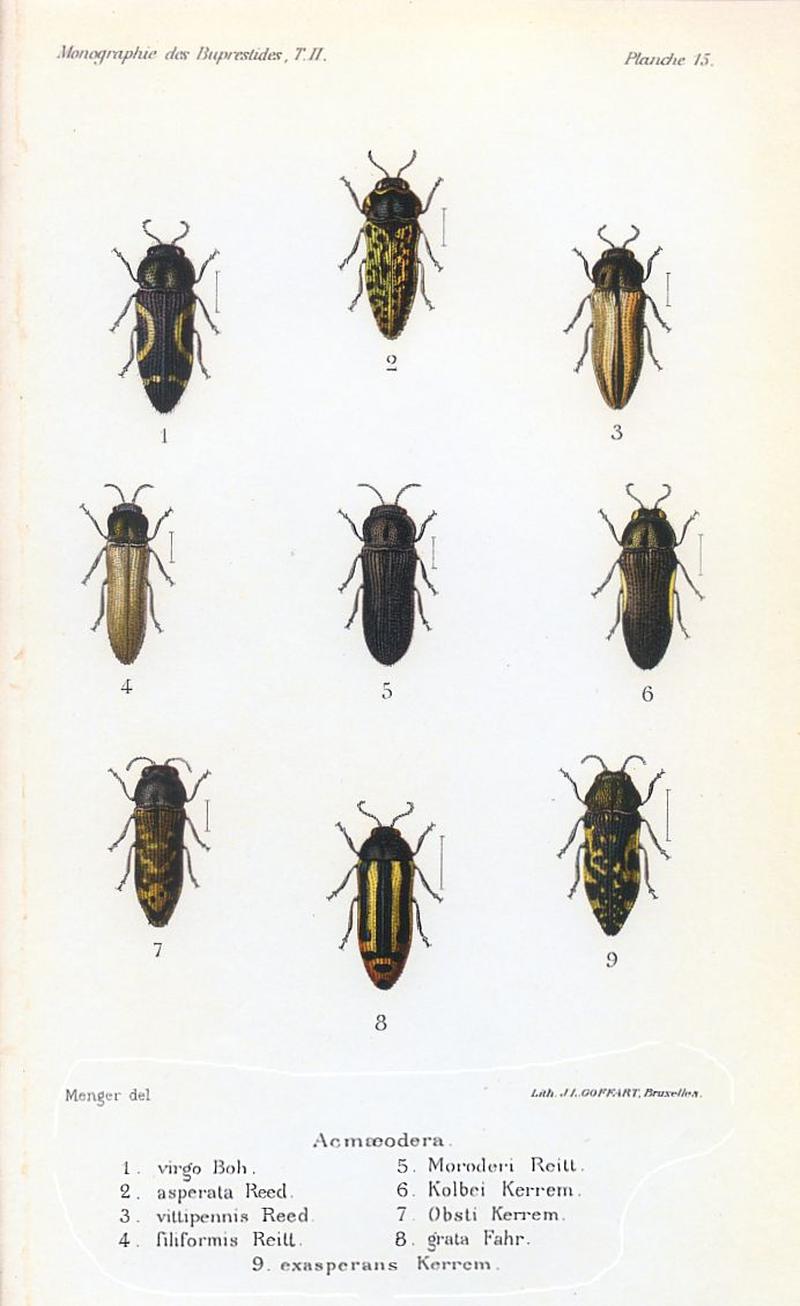 Kerremans.Monographie.des.Buprestides.15