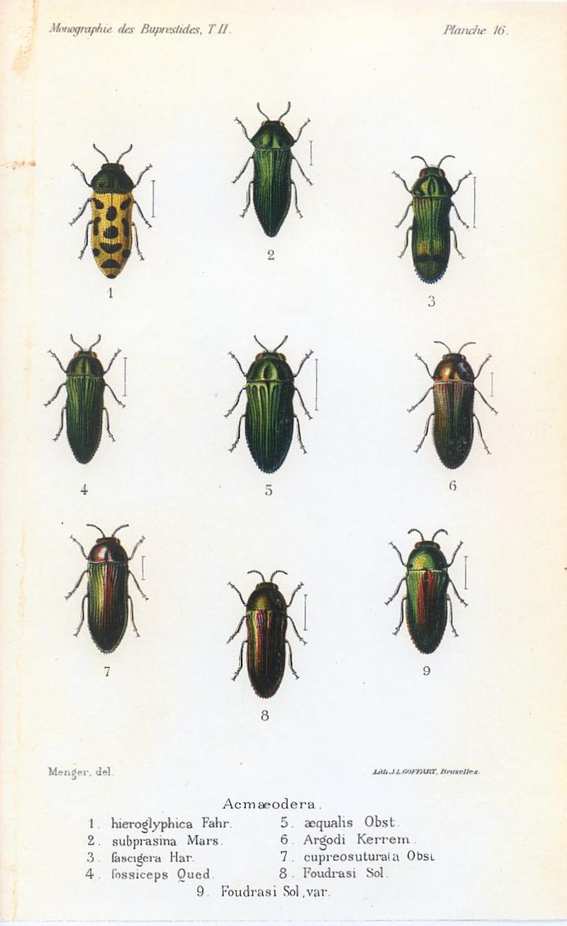 Kerremans.Monographie.des.Buprestides.16