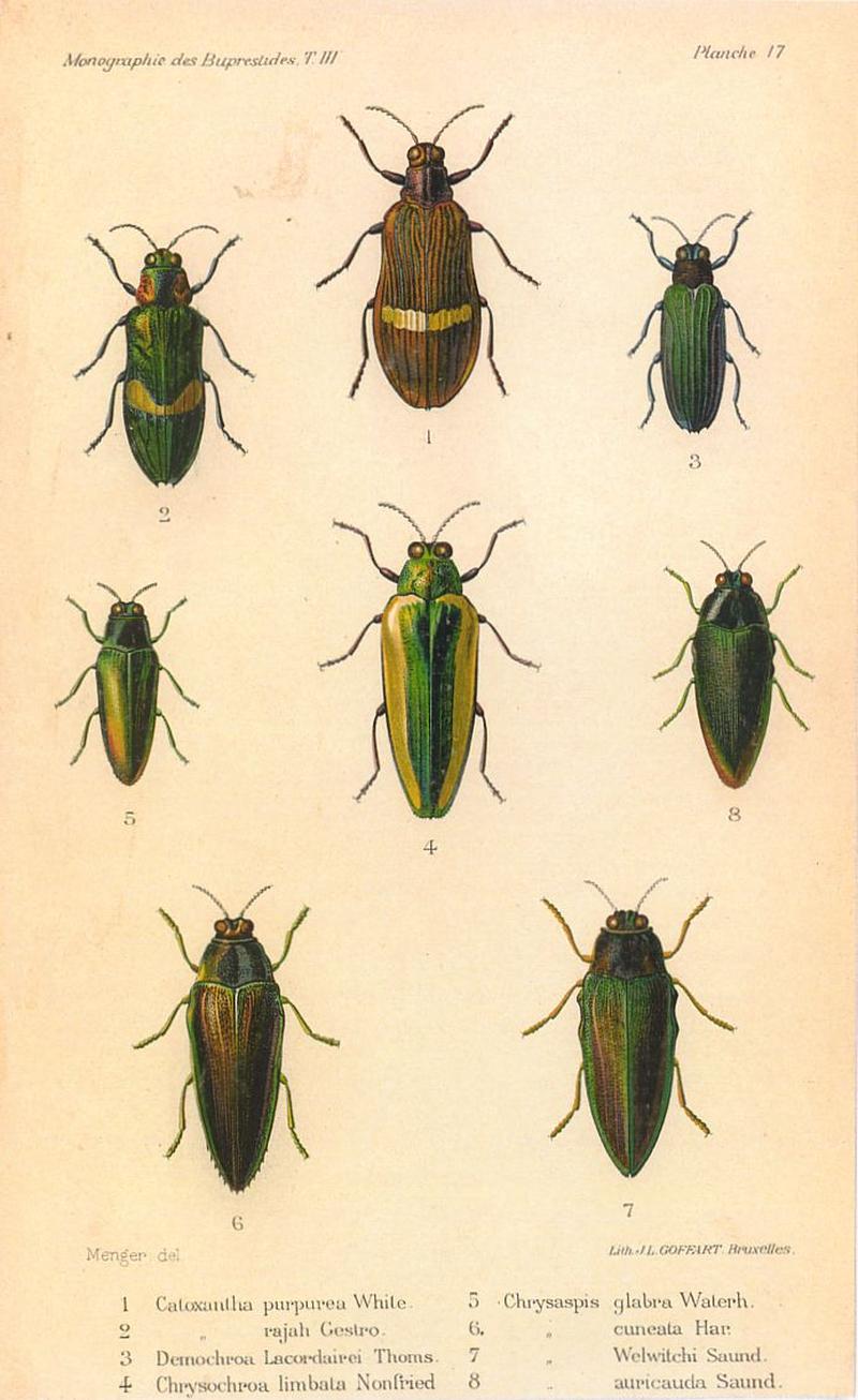 Kerremans.Monographie.des.Buprestides.17