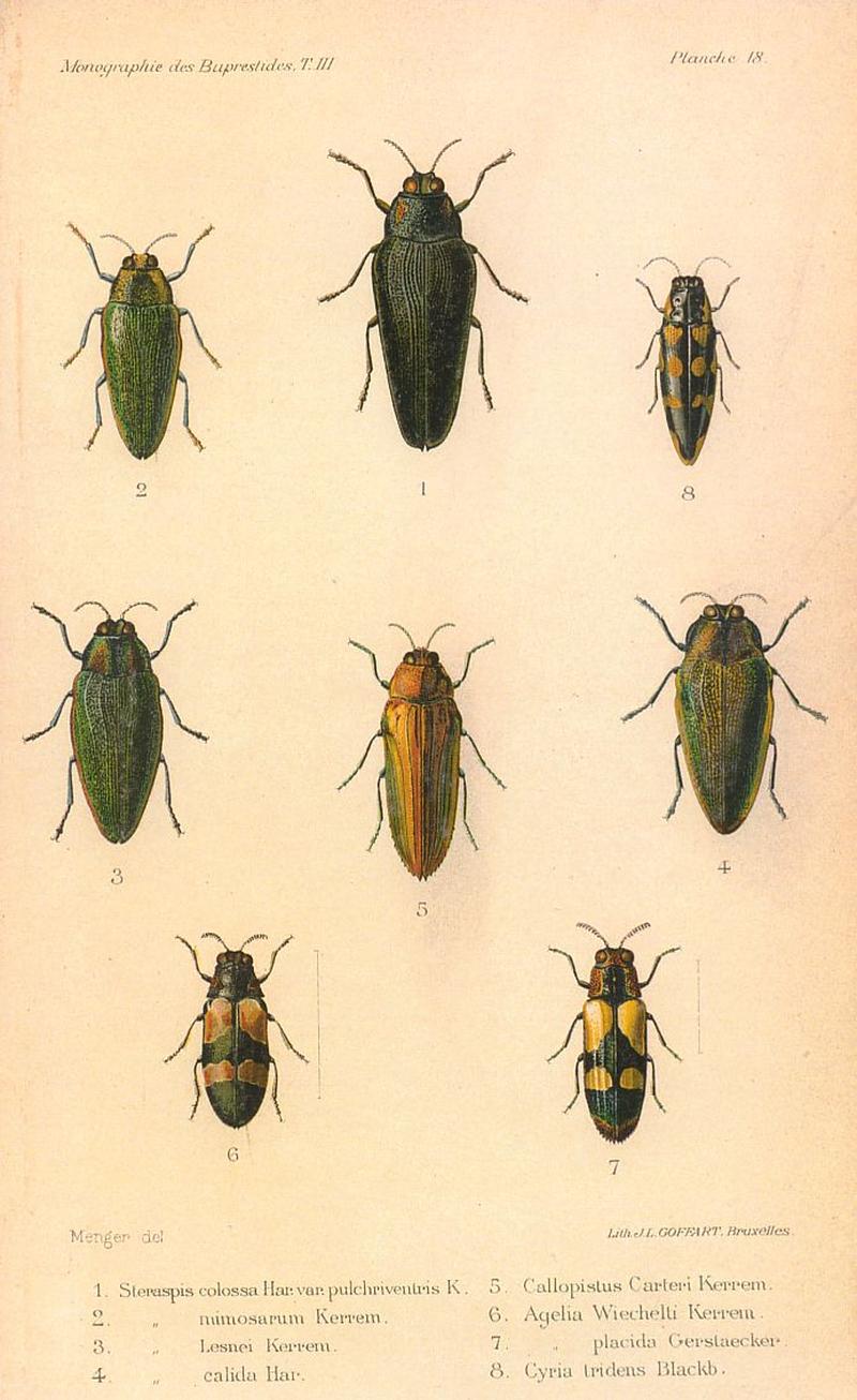 Kerremans.Monographie.des.Buprestides.18