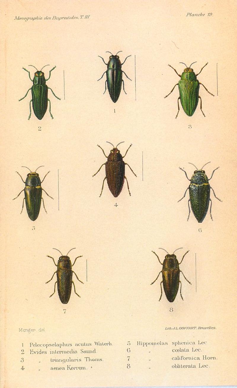 Kerremans.Monographie.des.Buprestides.19