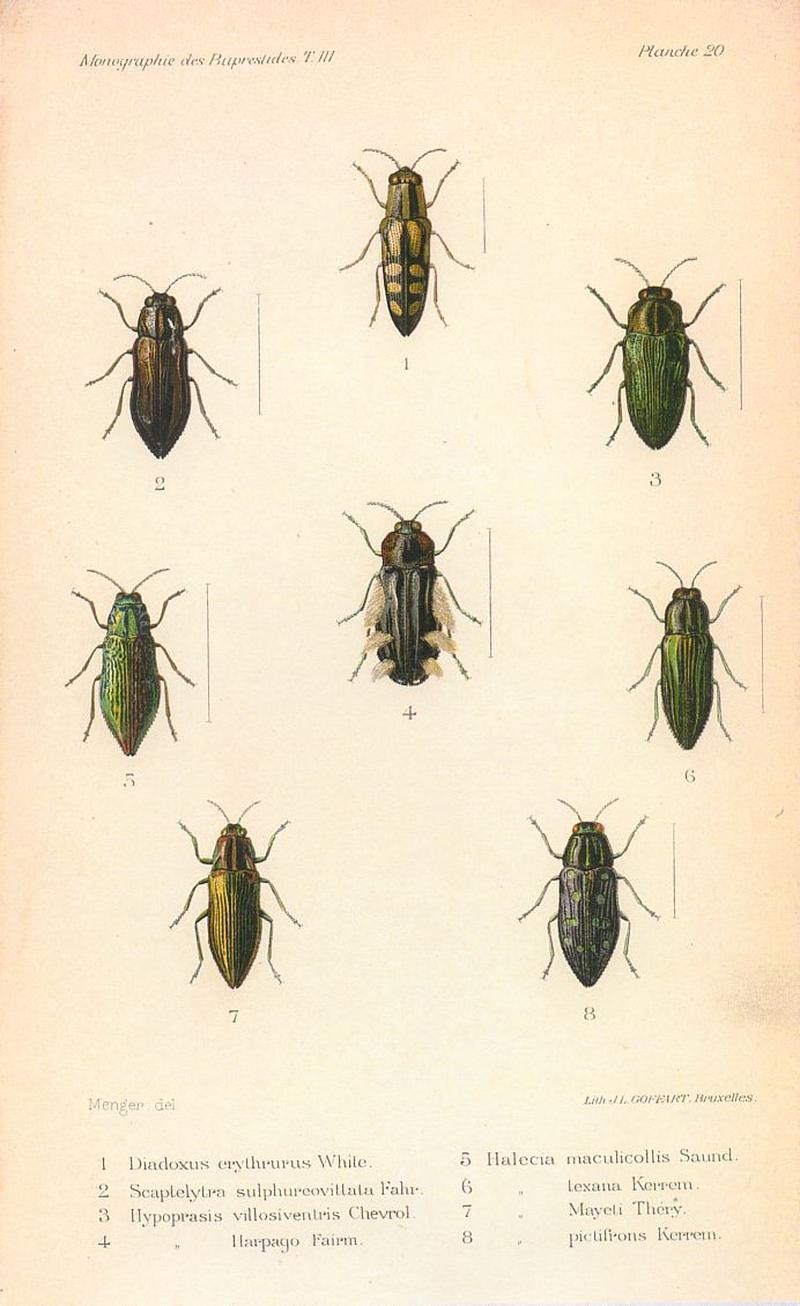 Kerremans.Monographie.des.Buprestides.20