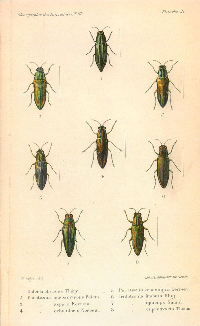 Kerremans.Monographie.des.Buprestides.21